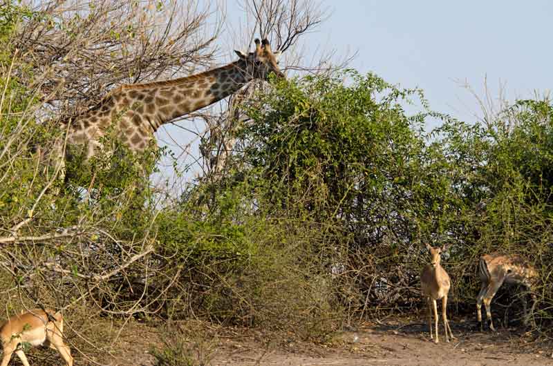 103 - Botswana - jirafa - parque nacional de Chobe